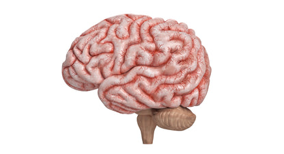 Human Brain 3D Model