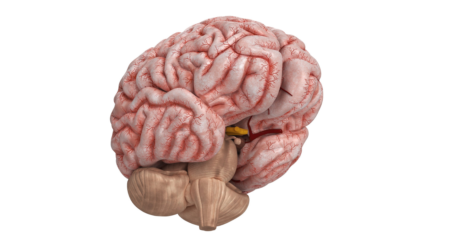 Human Brain 3D Model