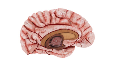 Human Brain 3D Model