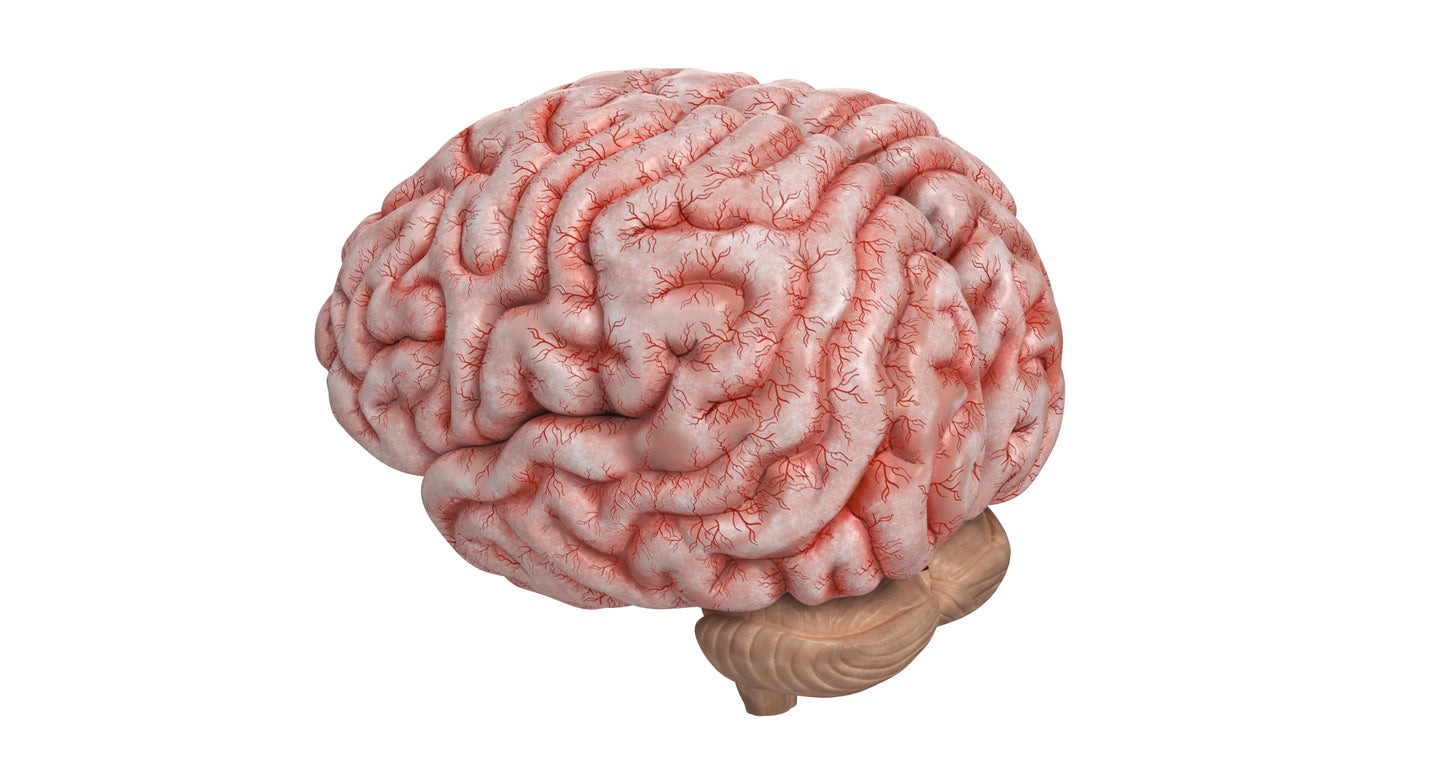 Human Brain 3D Model