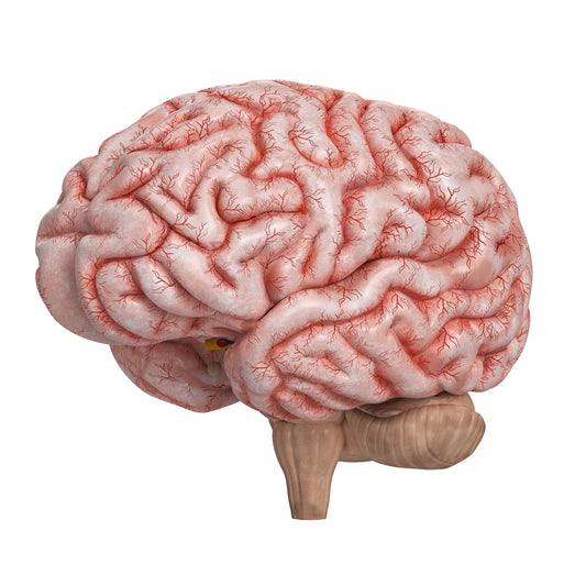 Human Brain 3D Model