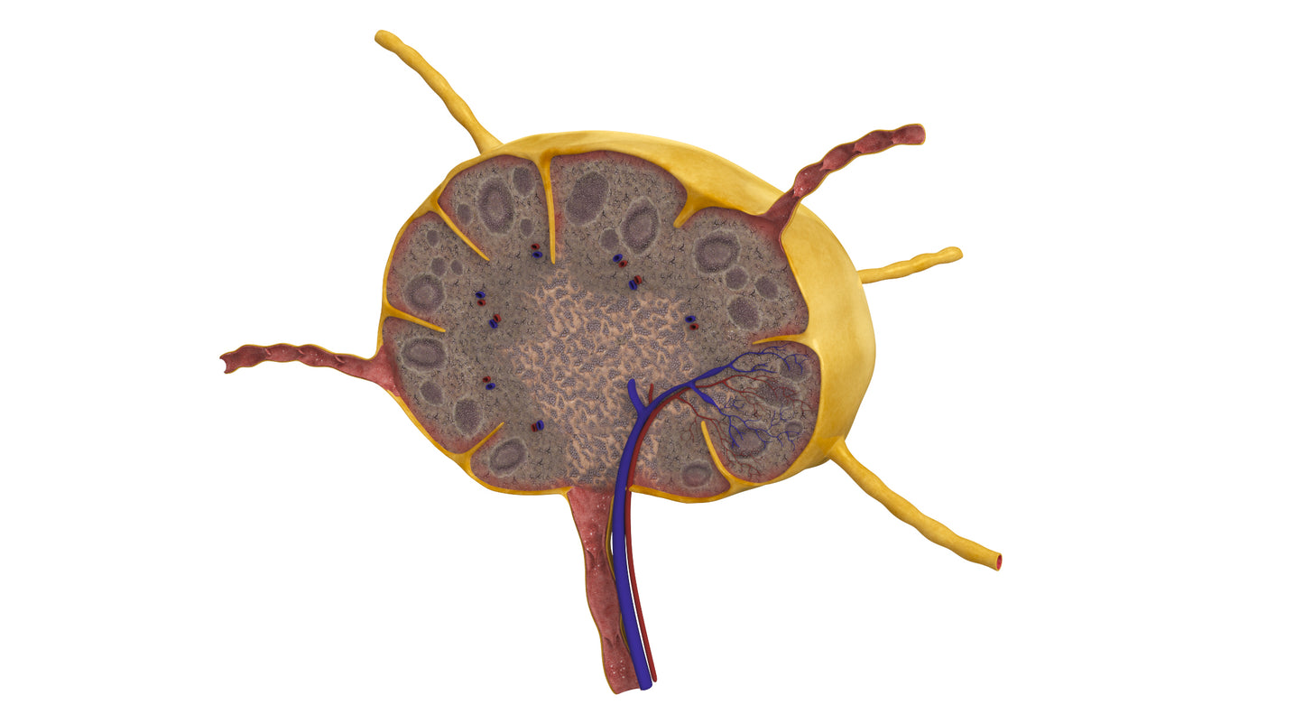 Lymph Node 3D Model