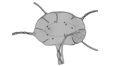 Lymph Node 3D Model