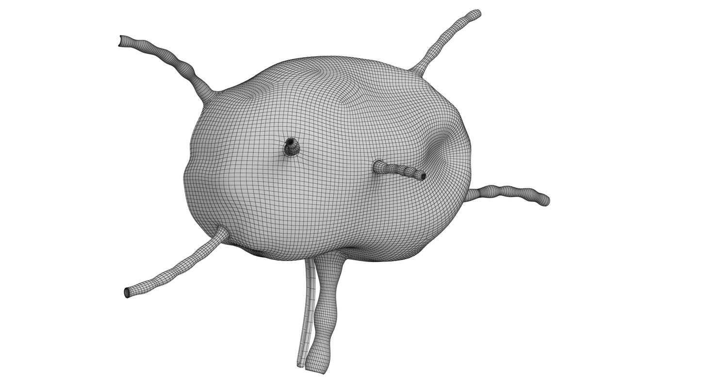 Lymph Node 3D Model