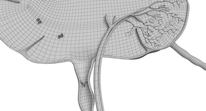 Lymph Node 3D Model