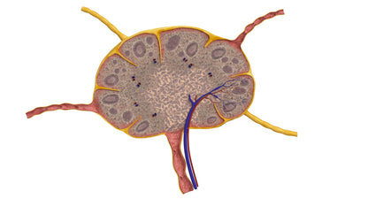 Lymph Node 3D Model