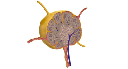 Lymph Node 3D Model