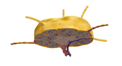 Lymph Node 3D Model