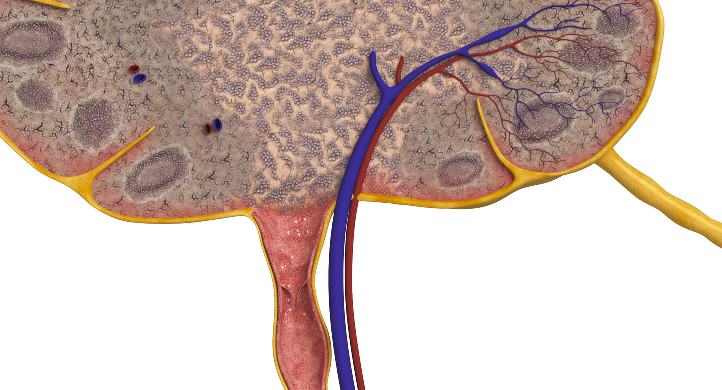 Lymph Node 3D Model