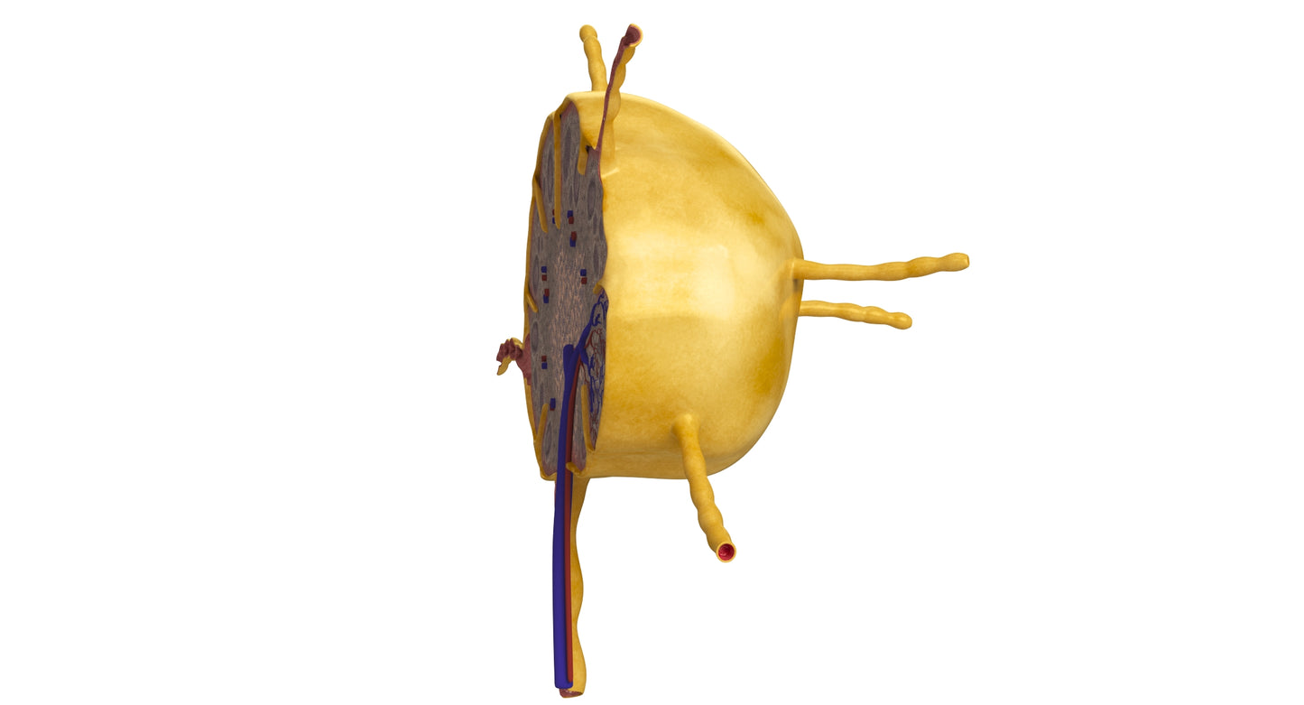 Lymph Node 3D Model