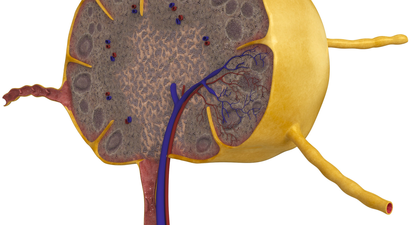 Lymph Node 3D Model