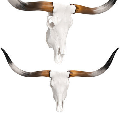 Texas Longhorn Skull and Horns 3D Model