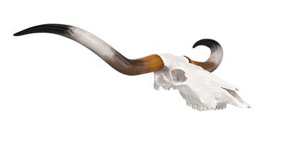 Texas Longhorn Skull and Horns 3D Model