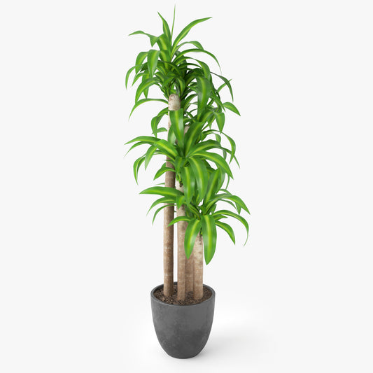 Dracaena Massangeana Potted Plant 3D Model