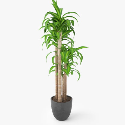 Dracaena Massangeana Potted Plant 3D Model