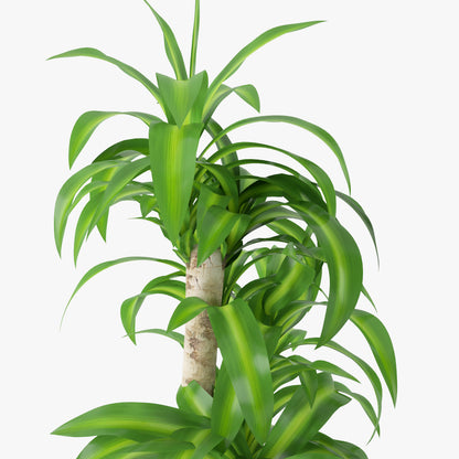 Dracaena Massangeana Potted Plant 3D Model