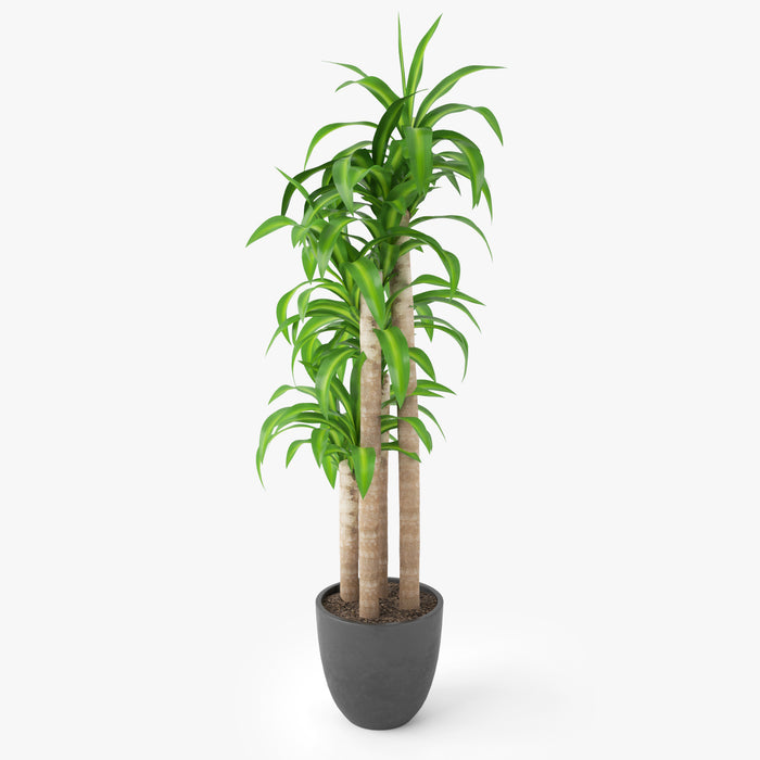 Dracaena Massangeana Potted Plant 3D Model