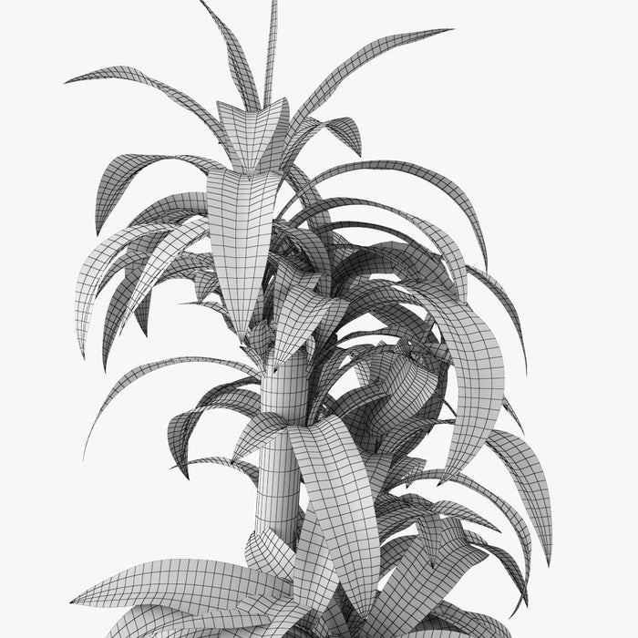 Dracaena Massangeana Potted Plant 3D Model