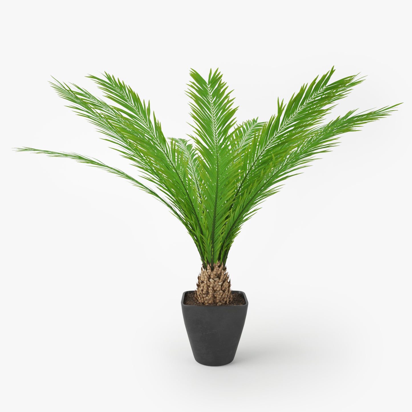 Palm Tree in Pot 3D Model