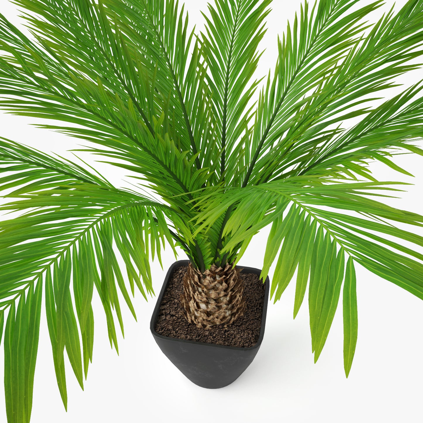 Palm Tree in Pot 3D Model