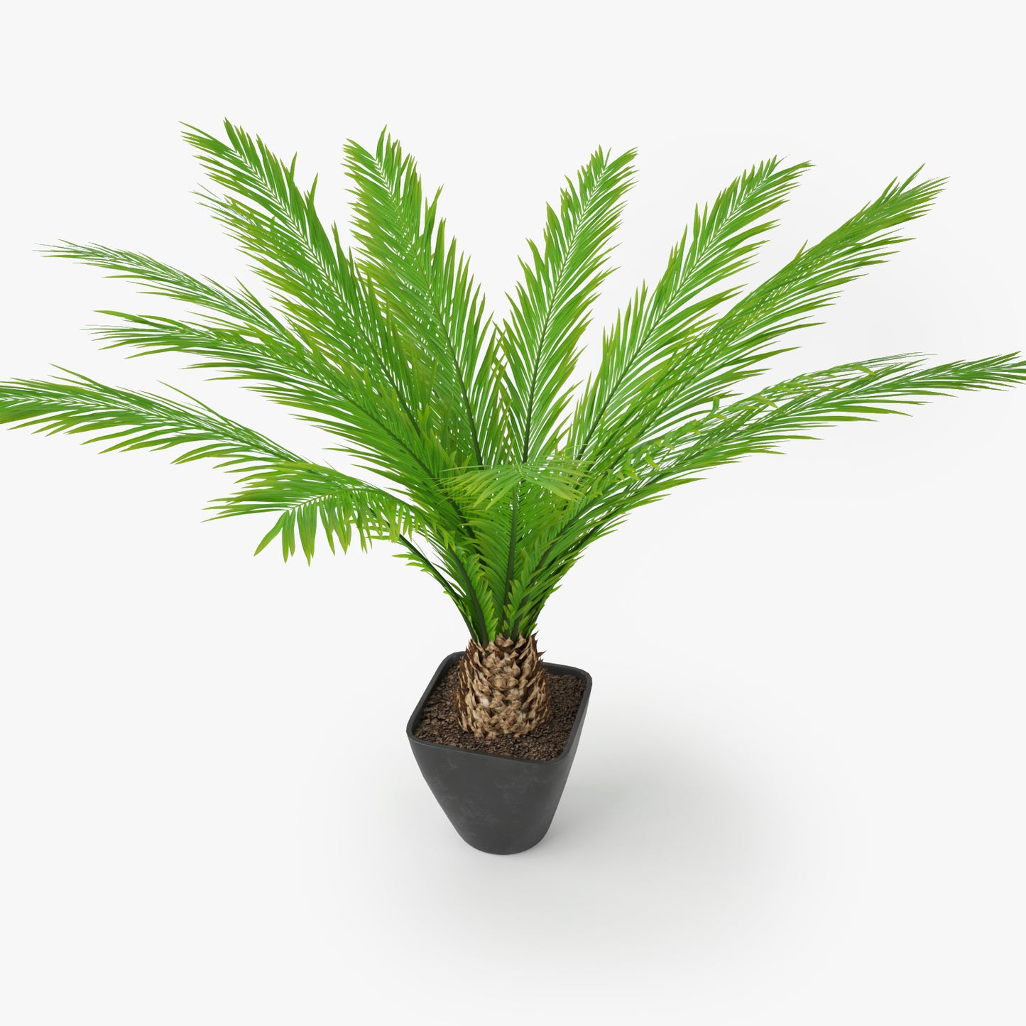 Palm Tree in Pot 3D Model