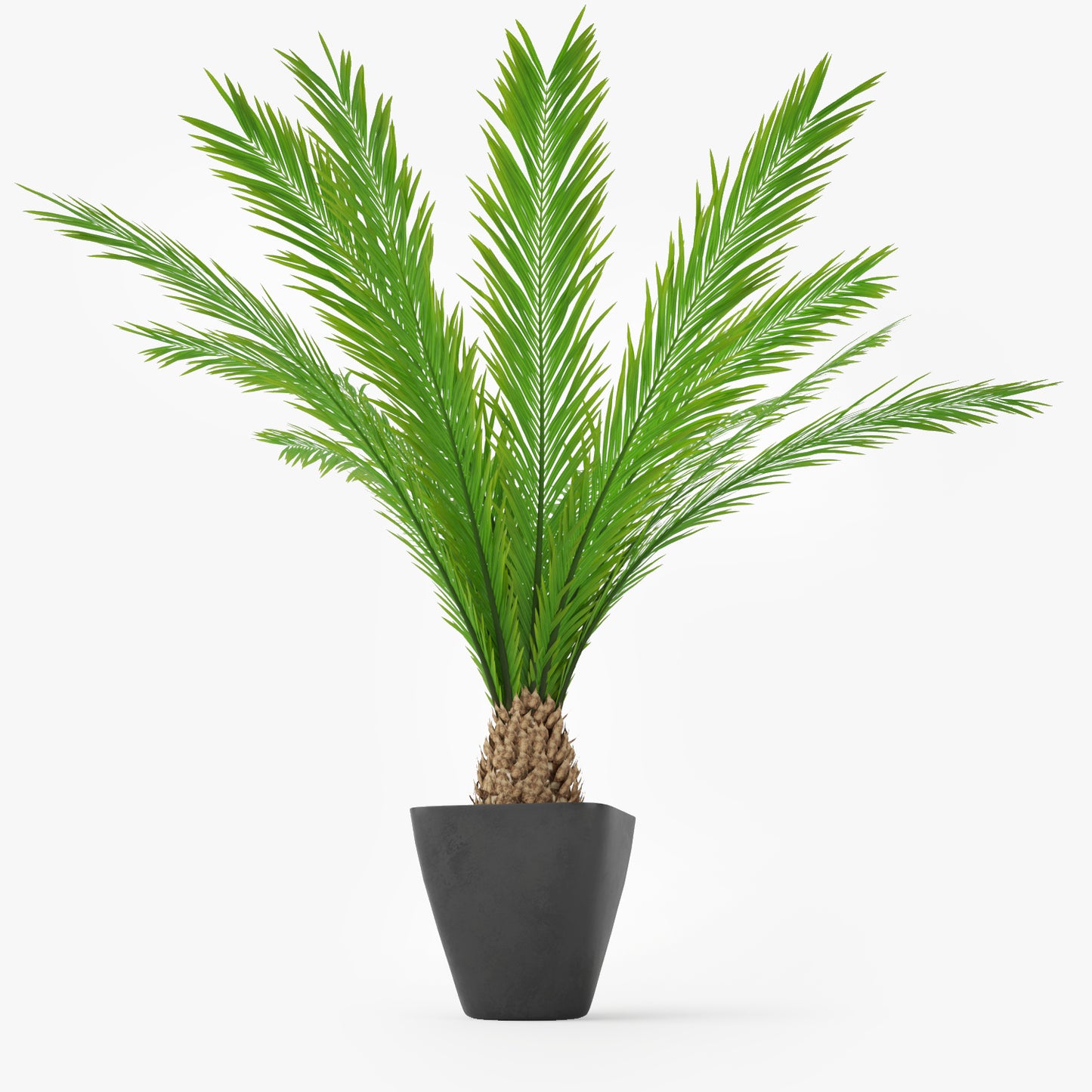 Palm Tree in Pot 3D Model