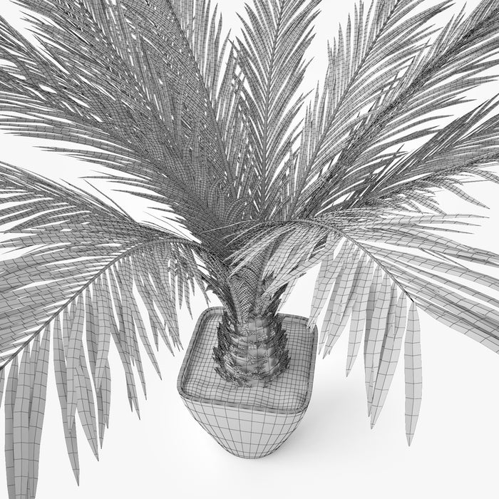 Palm Tree in Pot 3D Model