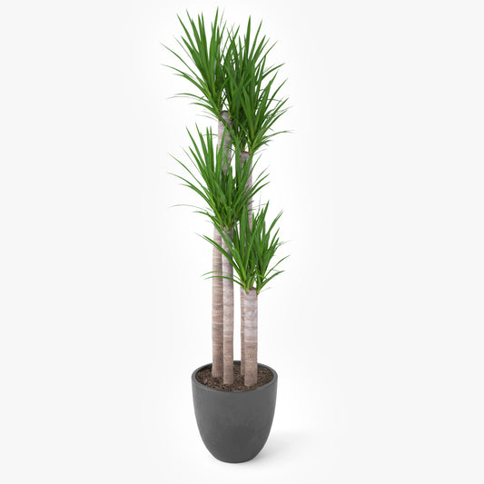 FREE Yucca Elephantipes Potted Plant 3D Model