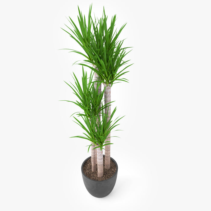 FREE Yucca Elephantipes Potted Plant 3D Model