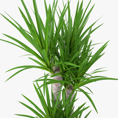 FREE Yucca Elephantipes Potted Plant 3D Model