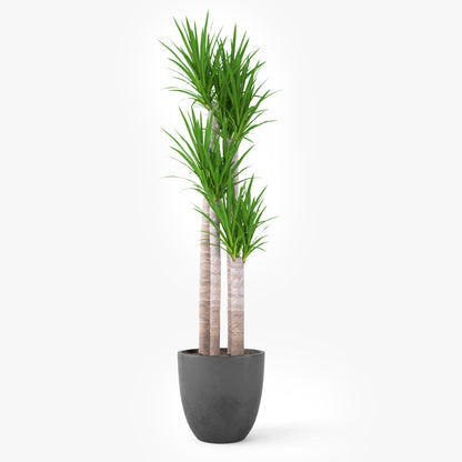 FREE Yucca Elephantipes Potted Plant 3D Model