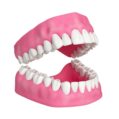 Human Teeth and Gums 3D Model