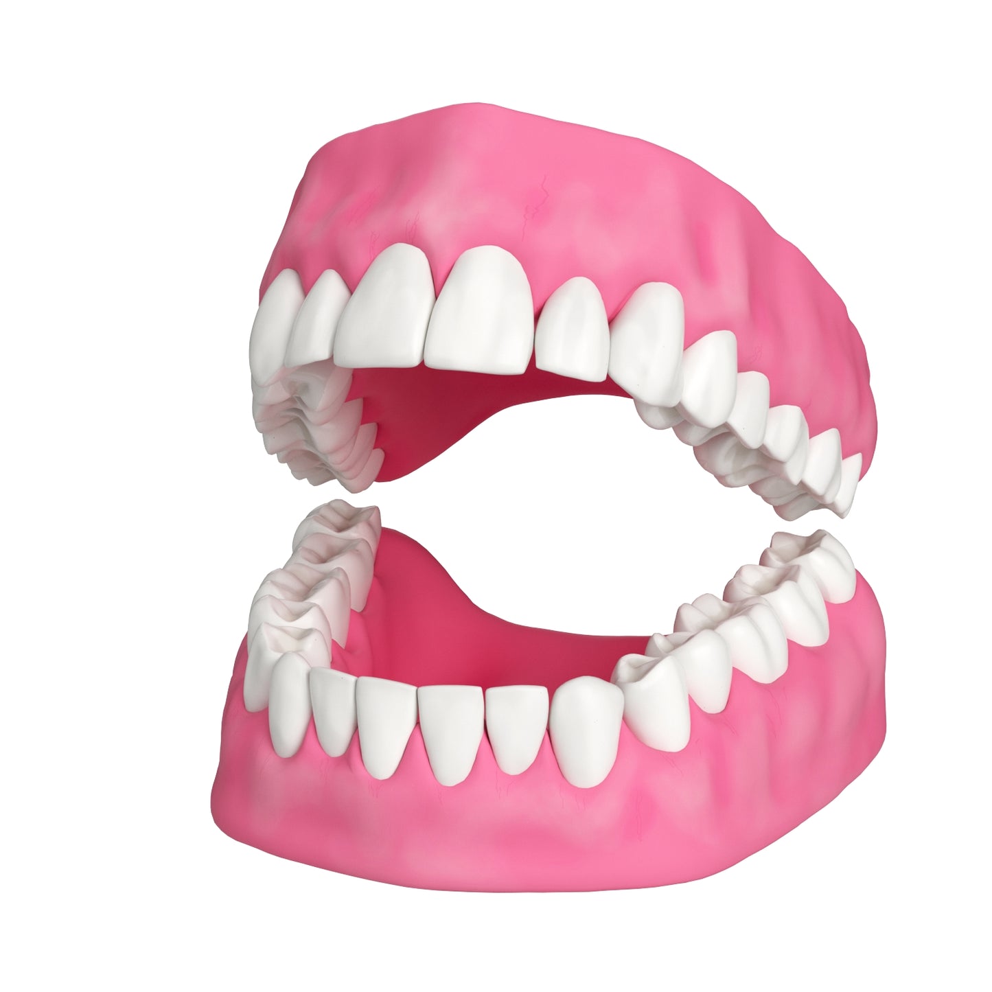 Human Teeth and Gums 3D Model