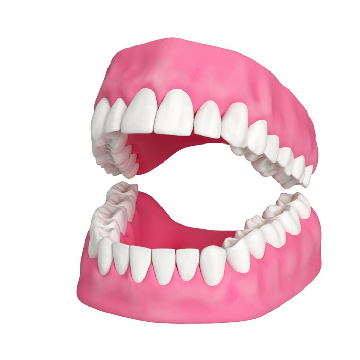 Human Teeth and Gums 3D Model