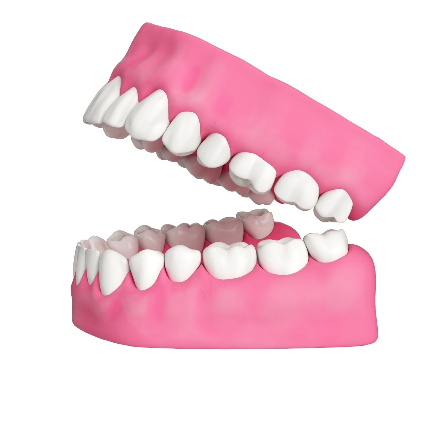 Human Teeth and Gums 3D Model