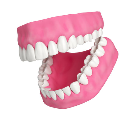 Human Teeth and Gums 3D Model