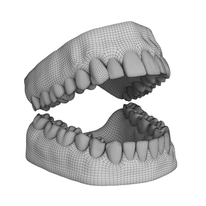 Human Teeth and Gums 3D Model