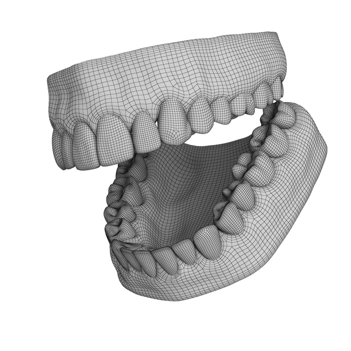 Human Teeth and Gums 3D Model